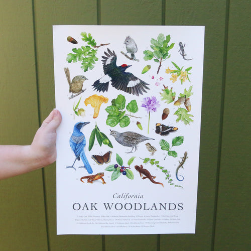 Load image 1 in gallery view. California Oak Woodlands Poster