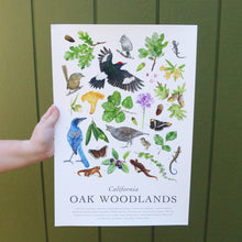 *B-Grade Seconds* California Oak Woodlands Poster