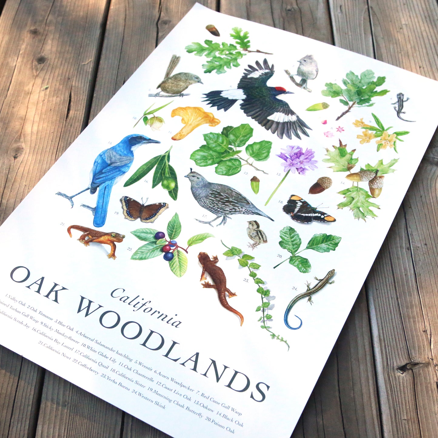 California Oak Woodlands Poster