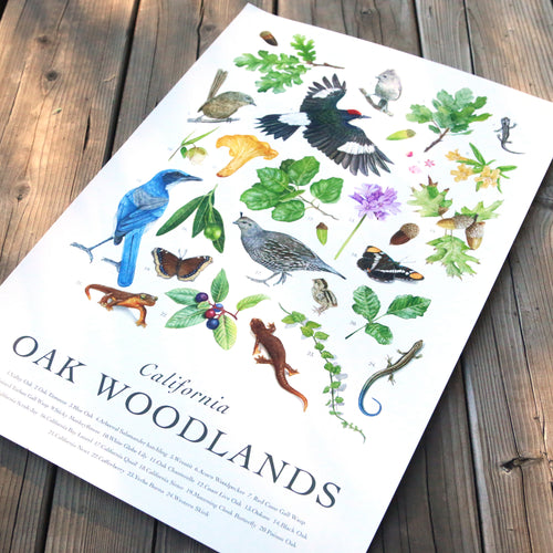 Load image 1 in gallery view. California Oak Woodlands Poster
