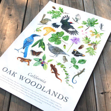 California Oak Woodlands Poster