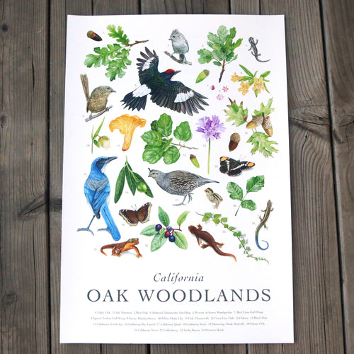 Load image 1 in gallery view. California Oak Woodlands Poster