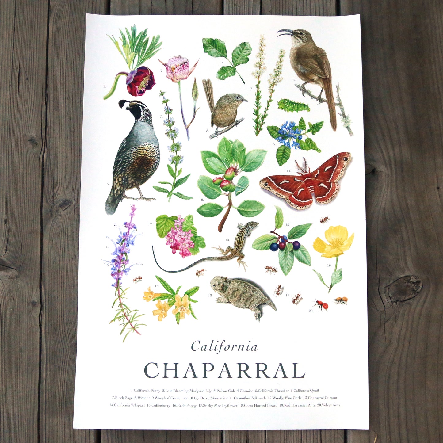 California Chaparral Poster