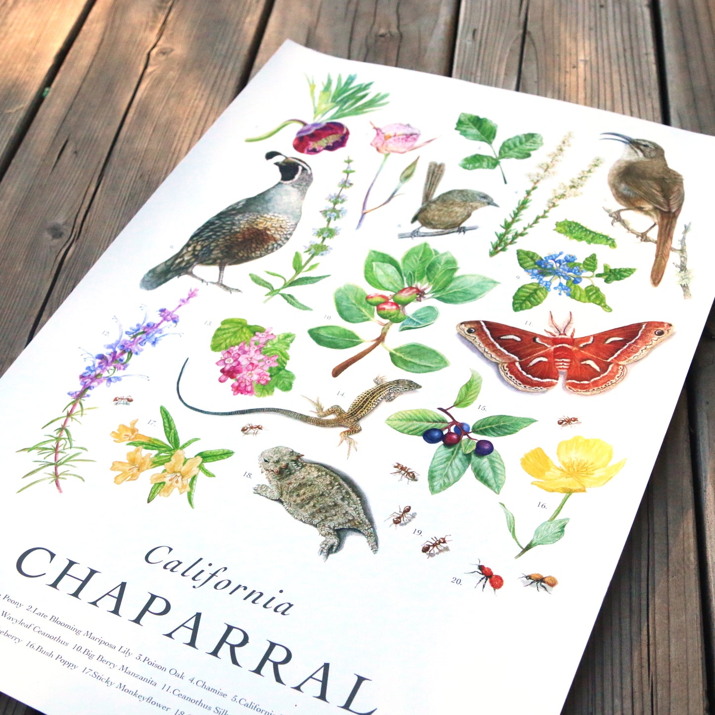 California Chaparral Poster