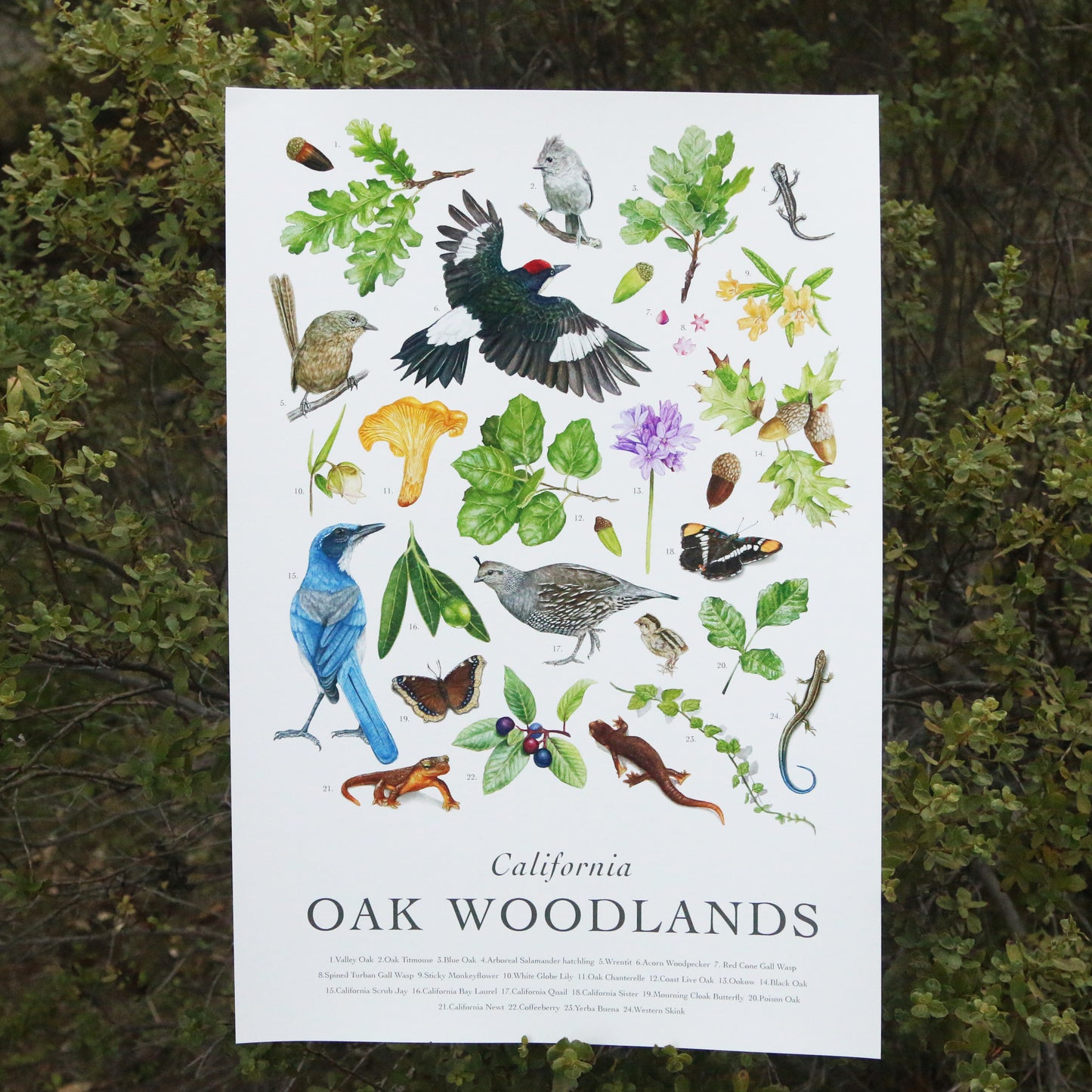 California Oak Woodlands Poster
