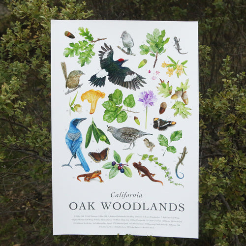 Load image 1 in gallery view. California Oak Woodlands Poster
