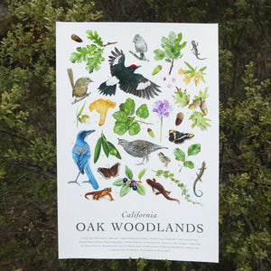 California Oak Woodlands Poster