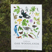 *B-Grade Seconds* California Oak Woodlands Poster