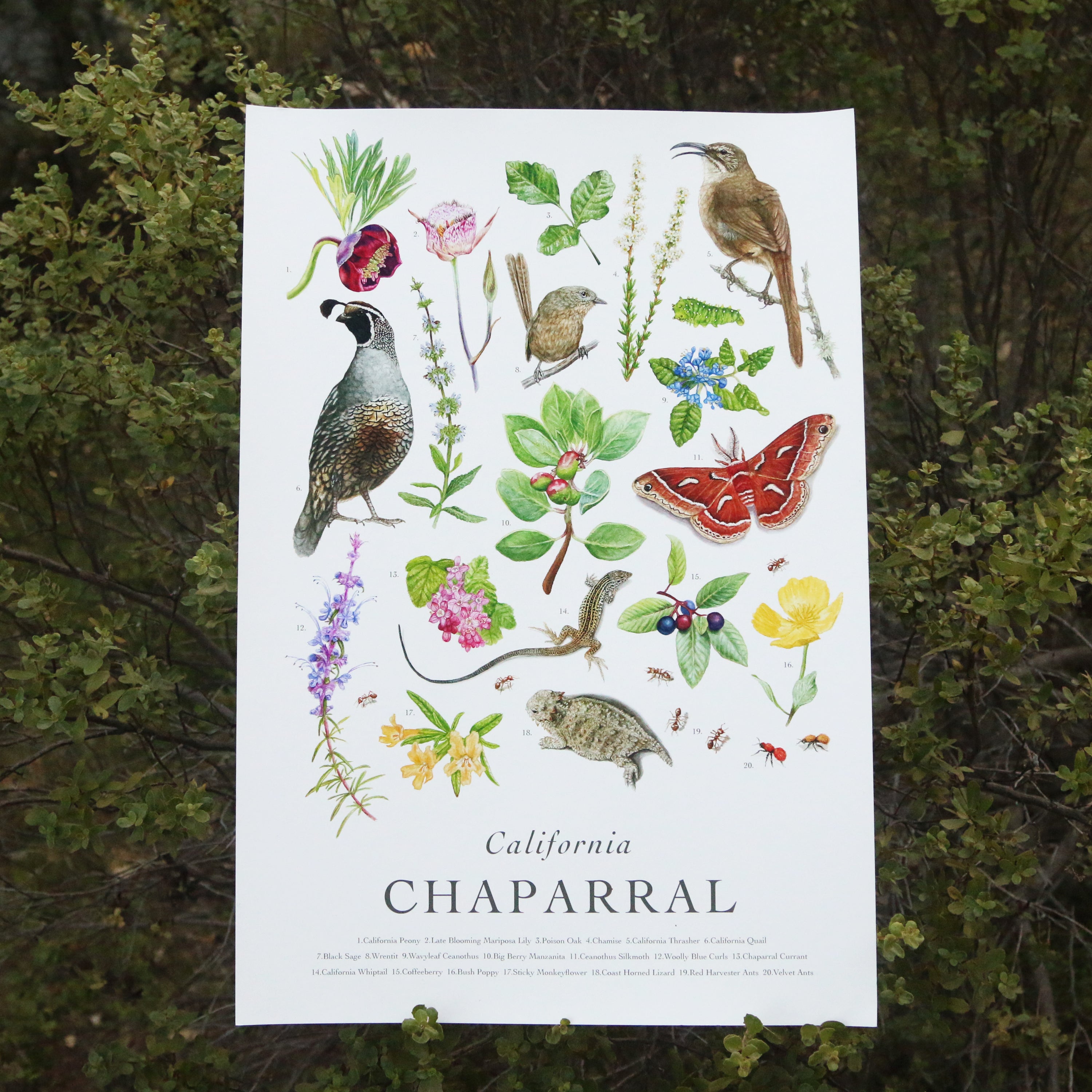 California Chaparral Poster