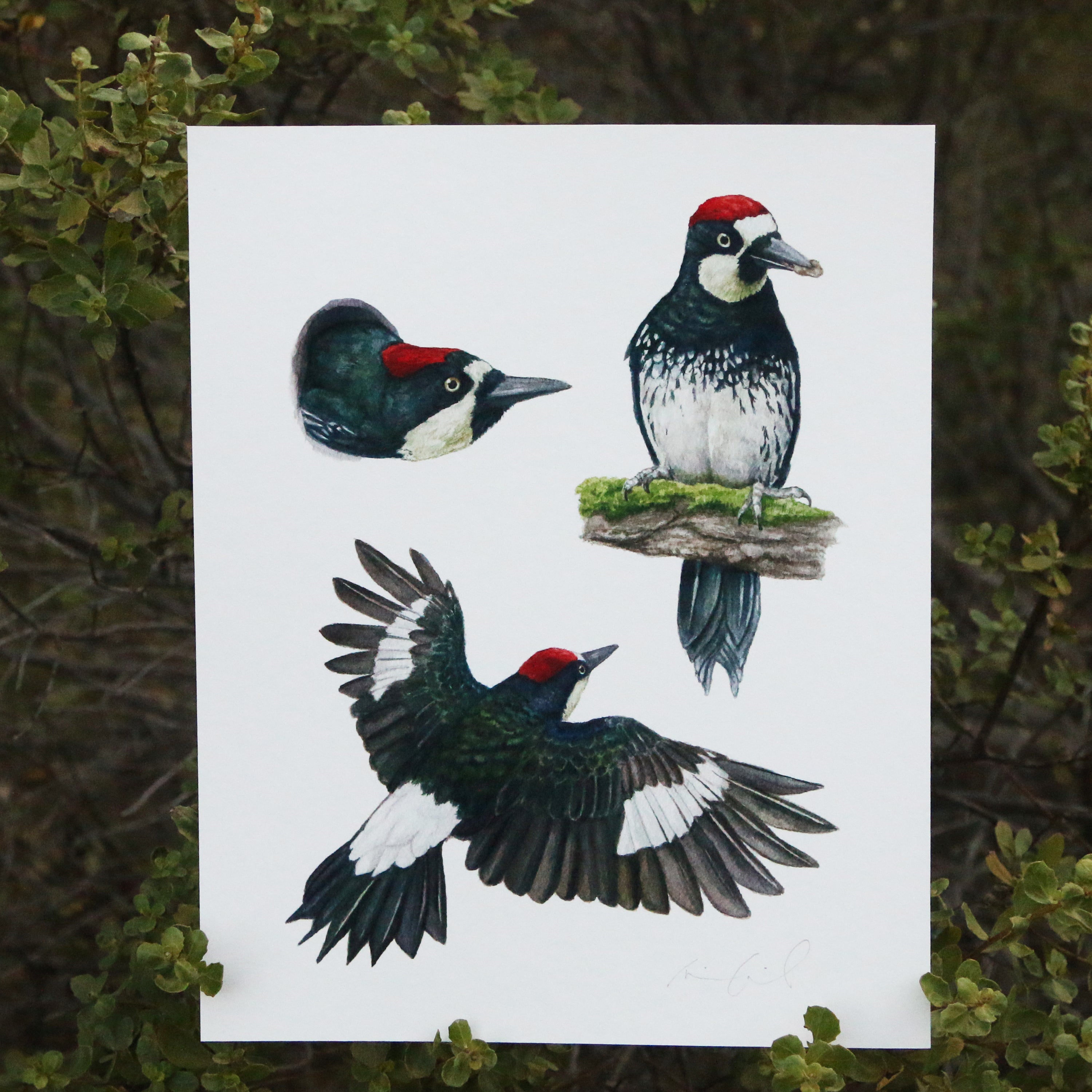 Acorn Woodpecker Colony 8x10 Print - Native California Wildlife, Bird Print