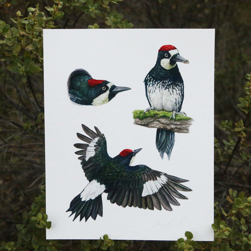 Load image 1 in gallery view. Acorn Woodpecker Colony 8x10 Print - Native California Wildlife, Bird Print