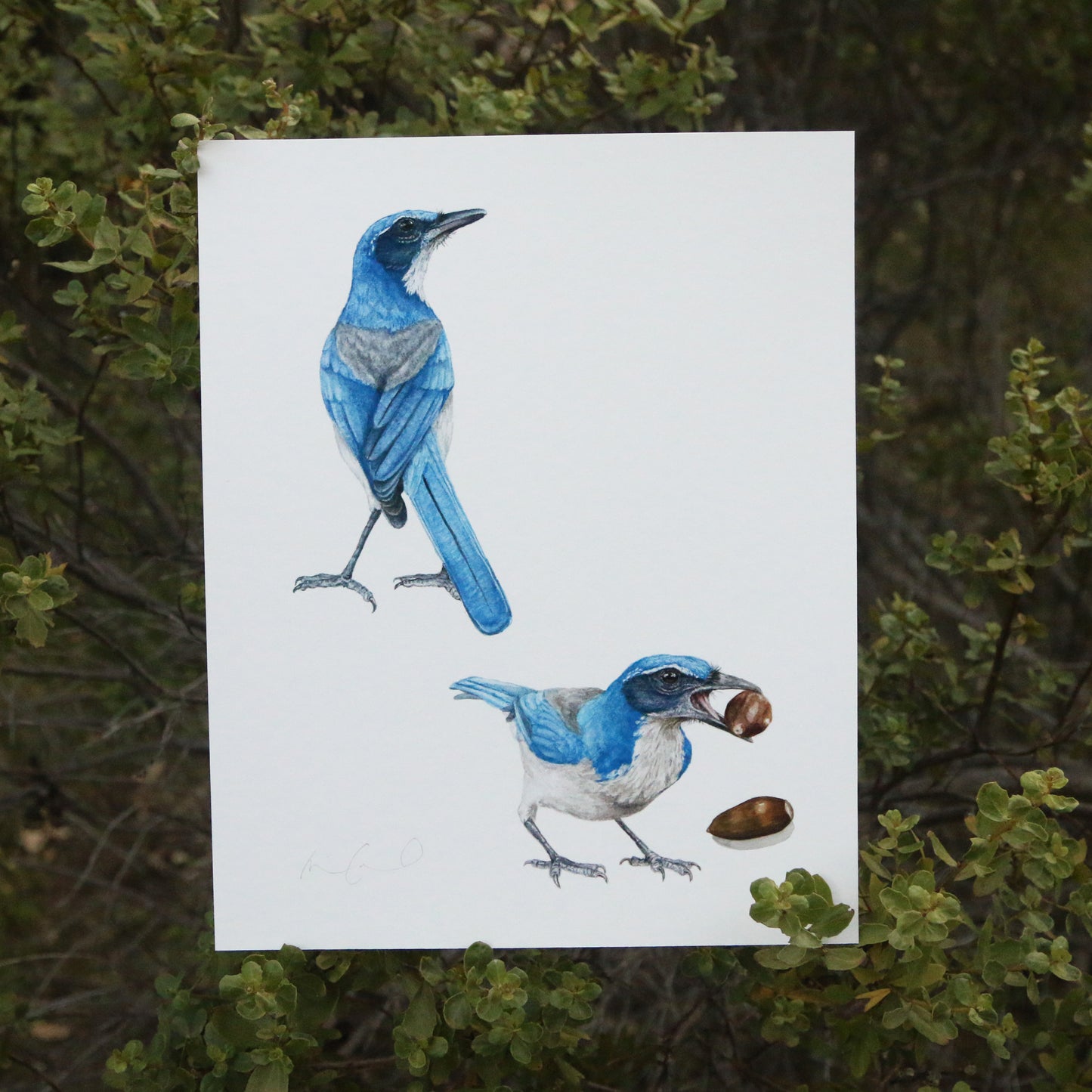 Scrub Jays 8x10 Print - Native California Wildlife, Bird Print