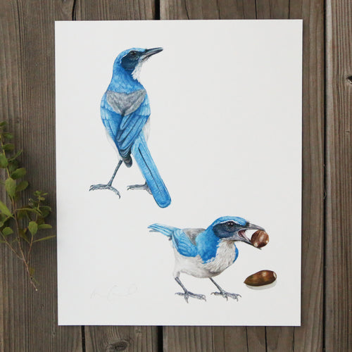 Load image 1 in gallery view. Scrub Jays 8x10 Print - Native California Wildlife, Bird Print