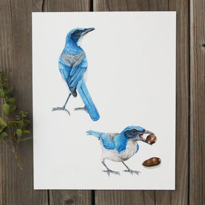 Scrub Jays 8x10 Print - Native California Wildlife, Bird Print, Birder gift