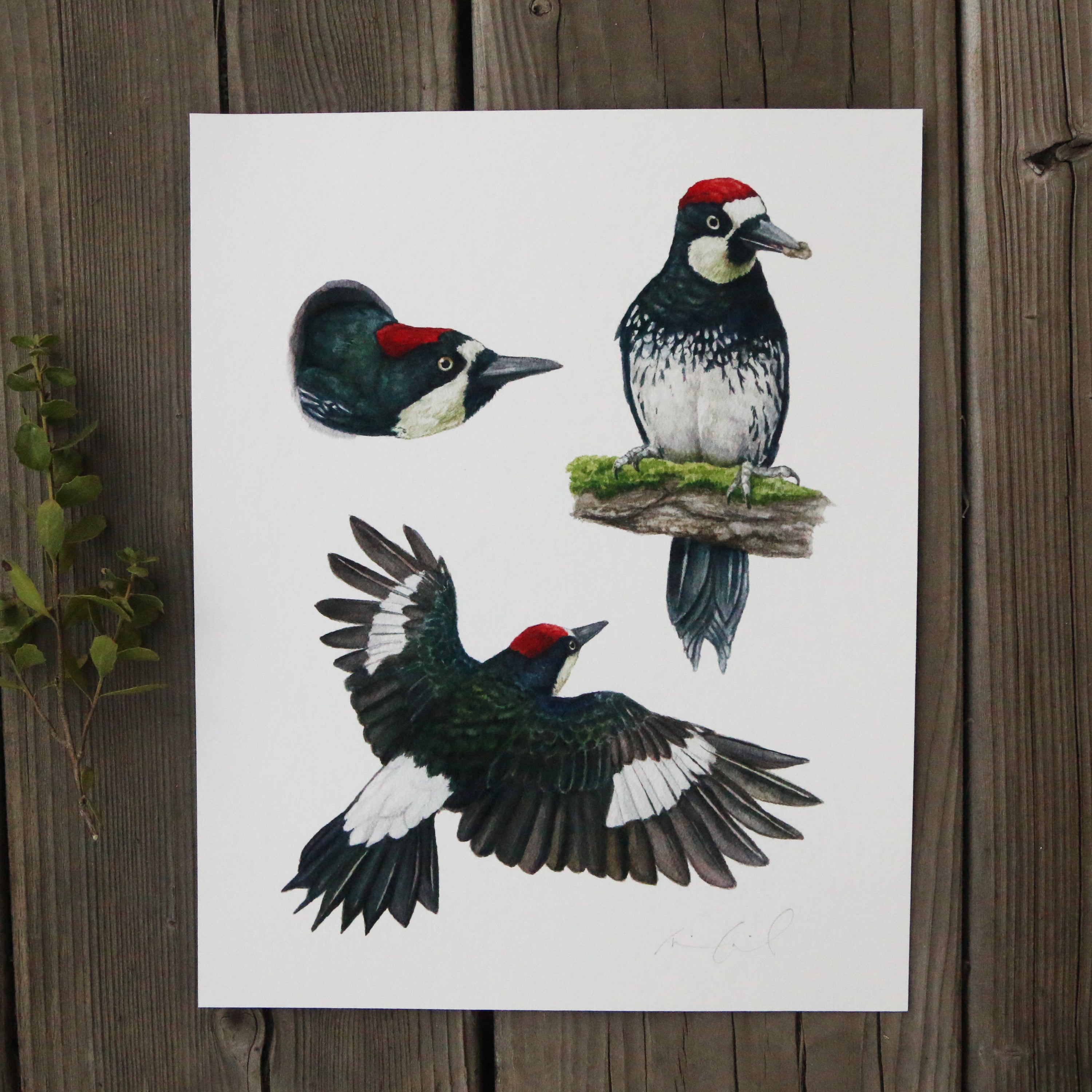 Acorn Woodpecker Colony 8x10 Print - Native California Wildlife, Bird Print