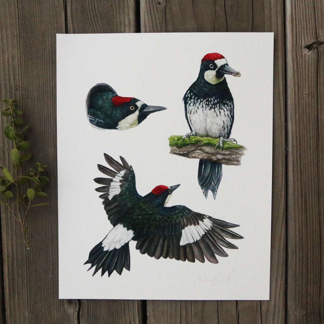 Acorn Woodpecker Colony 8x10 Print - Native California Wildlife, Bird Print, Birder gift