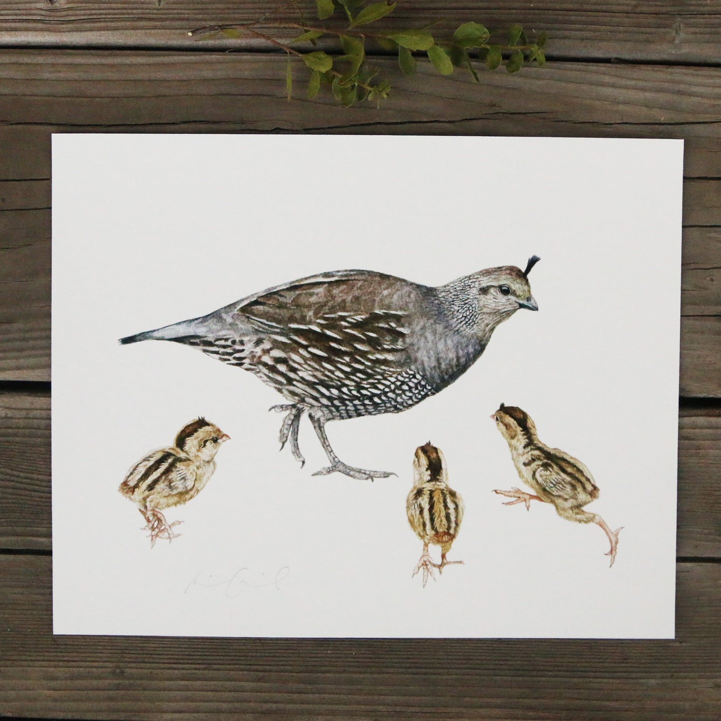 Quail Family 8x10 Print - Native California Wildlife, Bird Print