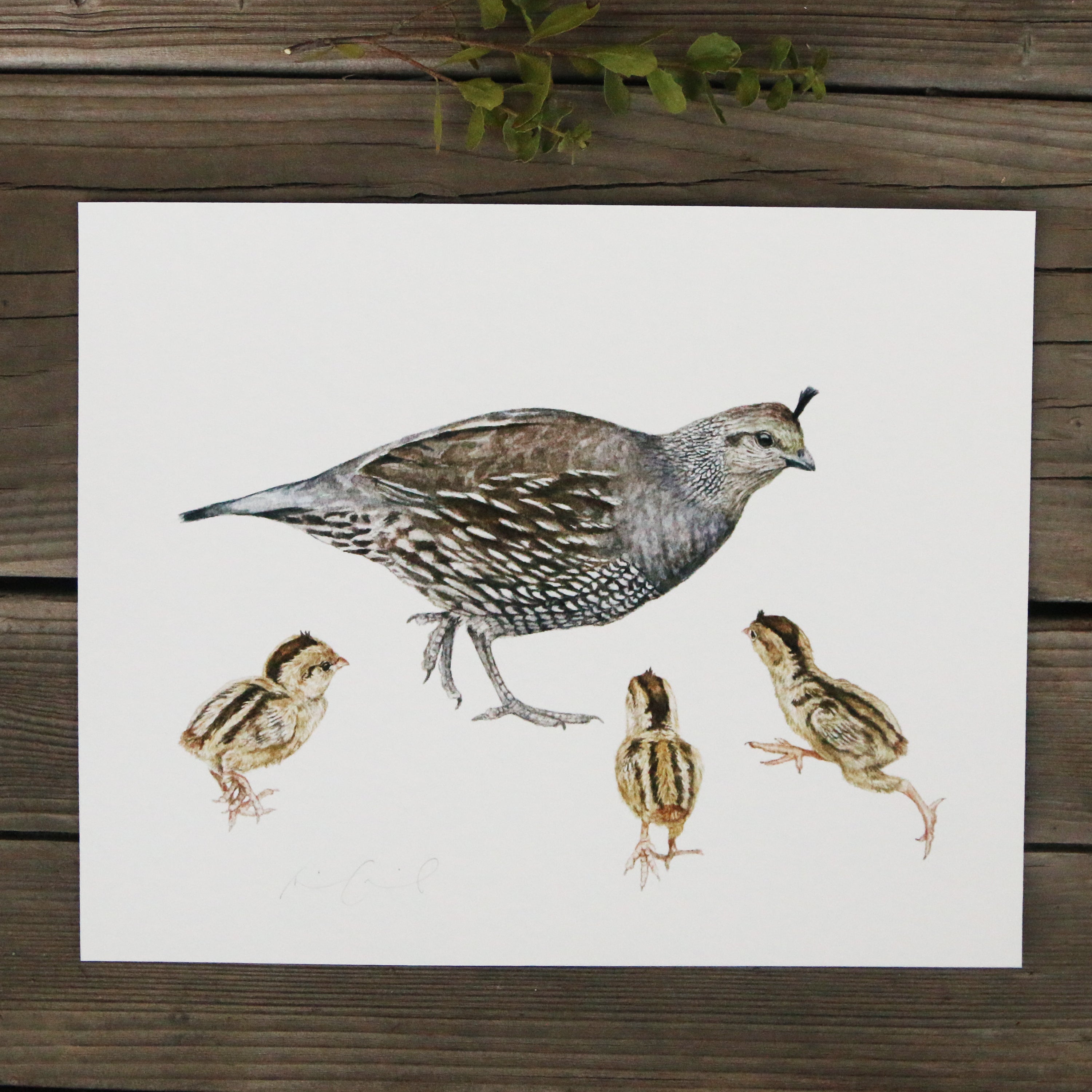 Quail Family 8x10 Print - Native California Wildlife, Bird Print