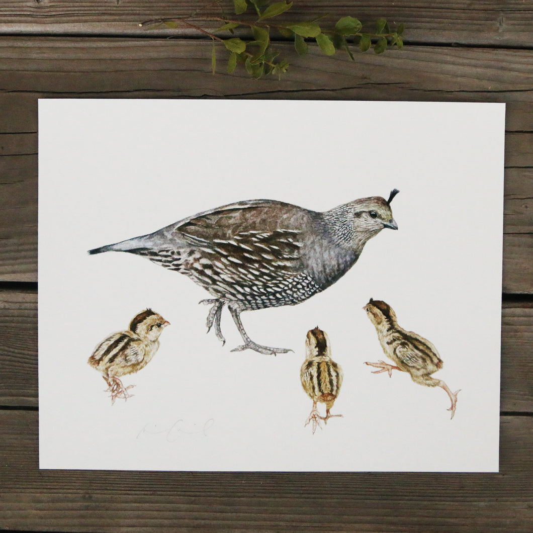 Quail Family 8x10 Print - Native California Wildlife, Bird Print, Birder gift, Quail mom