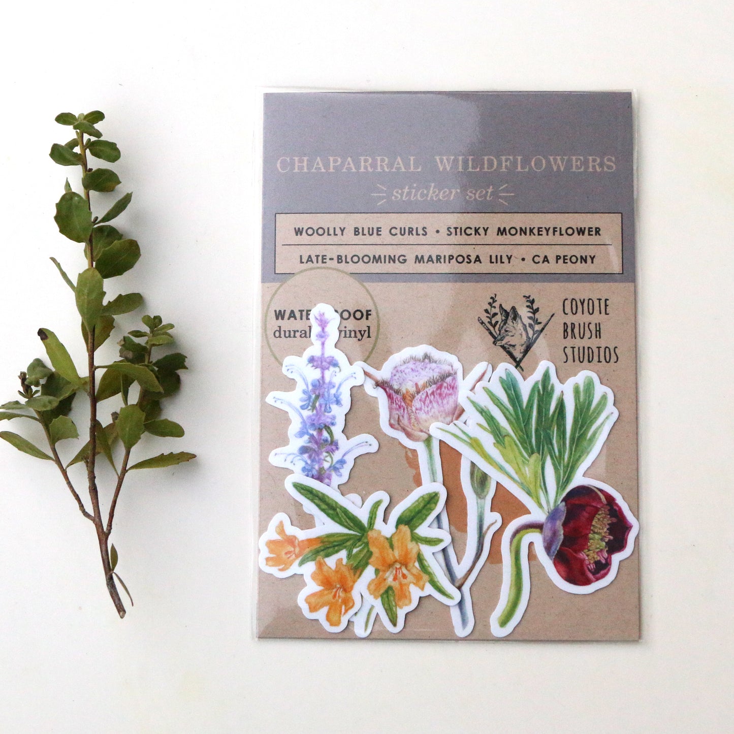 Chaparral Wildflowers Vinyl Stickers: Late Blooming Mariposa Lily, Sticky Monkeyflower, CA Peony, Woolly Blue Curls