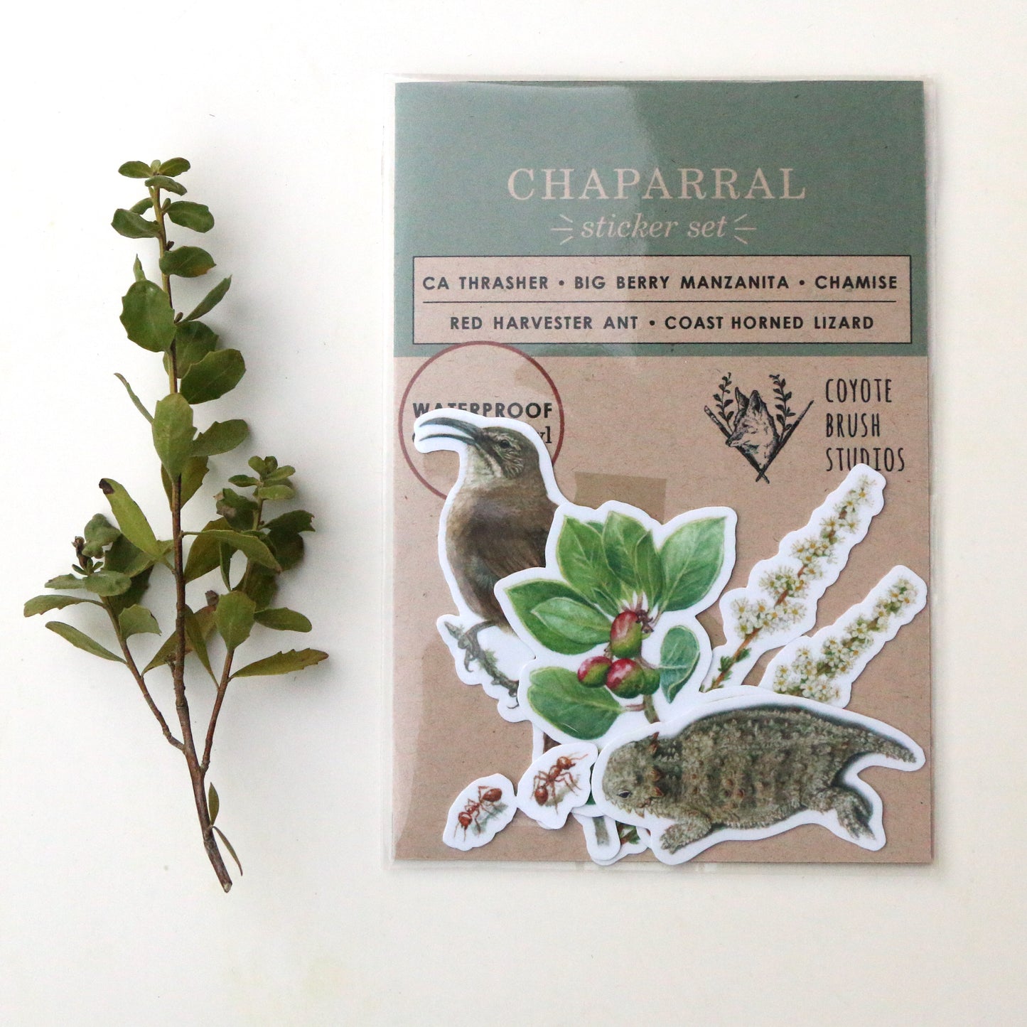 Chaparral Sticker Set Vinyl Stickers: Horned Lizard, CA Thrasher, Chamise, Red Harvester Ant, Big Berry Manzanita