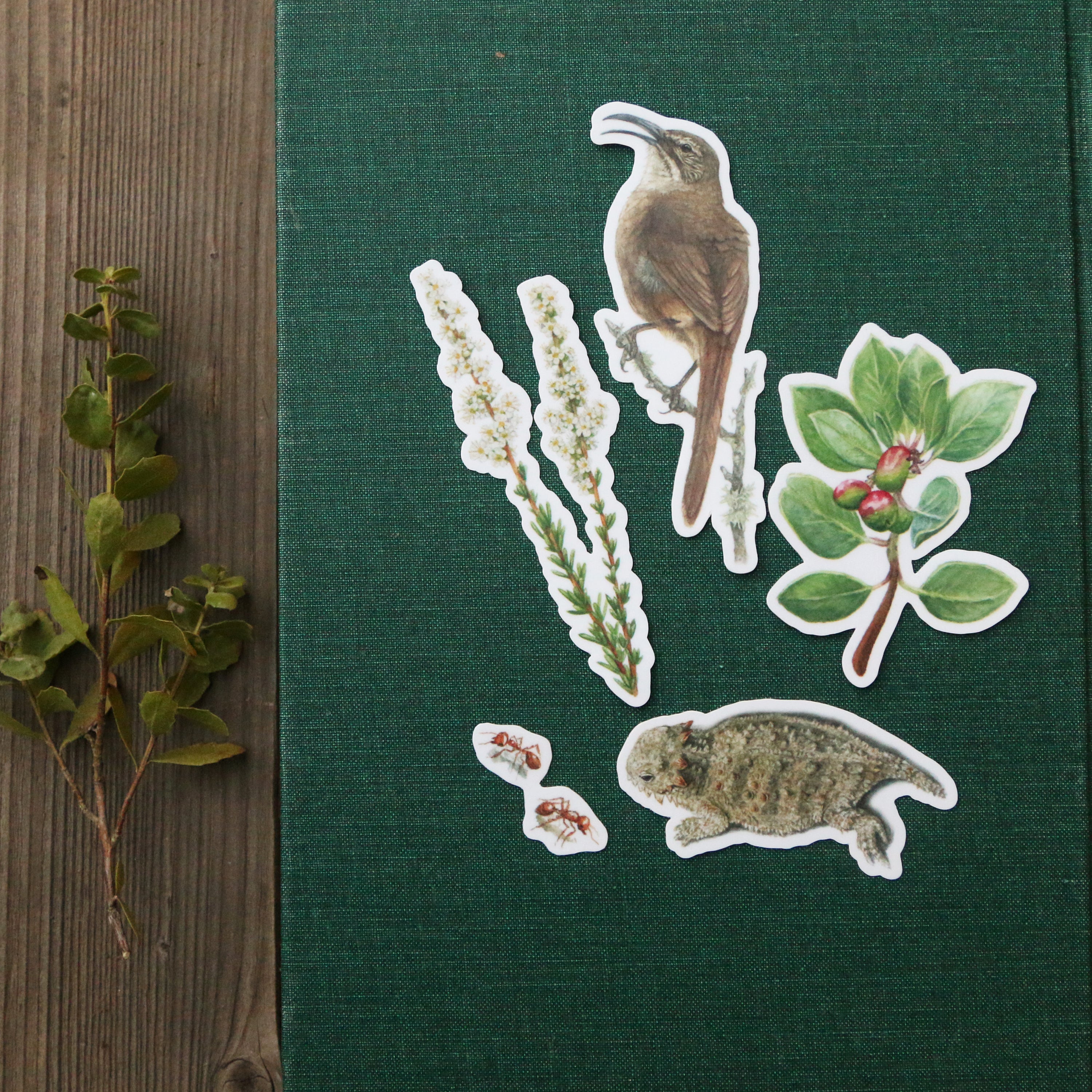 Chaparral Sticker Set Vinyl Stickers: Horned Lizard, CA Thrasher, Chamise, Red Harvester Ant, Big Berry Manzanita