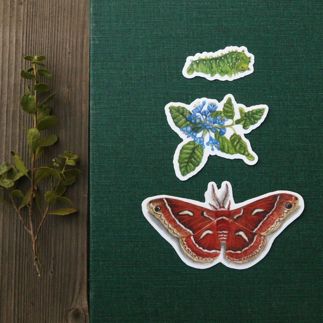 Ceanothus Silk Moth, Three Vinyl Stickers: Ceanothus Silk Moth, Caterpillar, Wavy-leaf Ceanothus