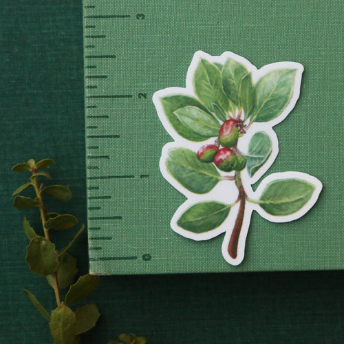 Load image 1 in gallery view. Chaparral Sticker Set Vinyl Stickers: Horned Lizard, CA Thrasher, Chamise, Red Harvester Ant, Big Berry Manzanita