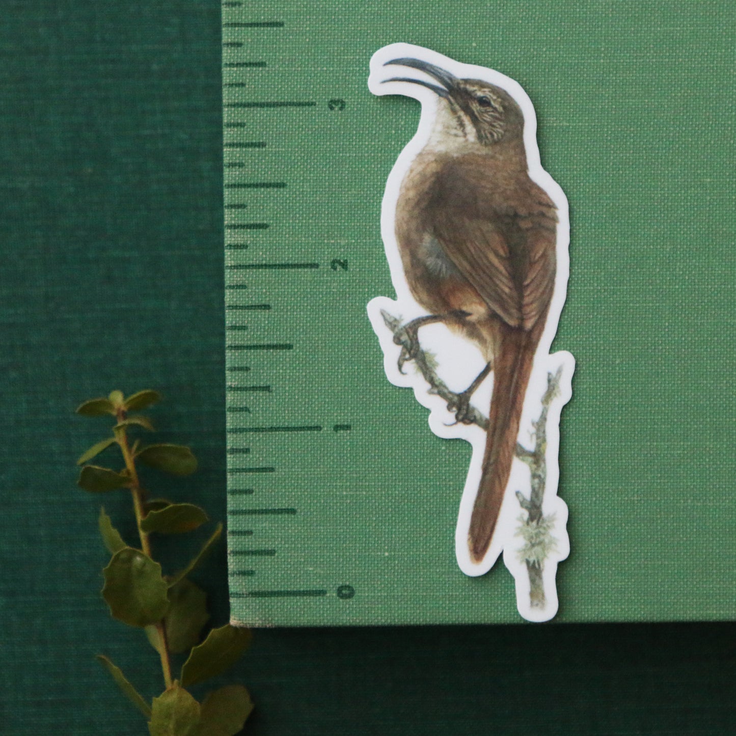 Chaparral Sticker Set Vinyl Stickers: Horned Lizard, CA Thrasher, Chamise, Red Harvester Ant, Big Berry Manzanita