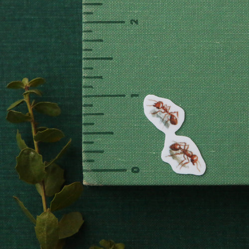 Load image 1 in gallery view. Chaparral Sticker Set Vinyl Stickers: Horned Lizard, CA Thrasher, Chamise, Red Harvester Ant, Big Berry Manzanita