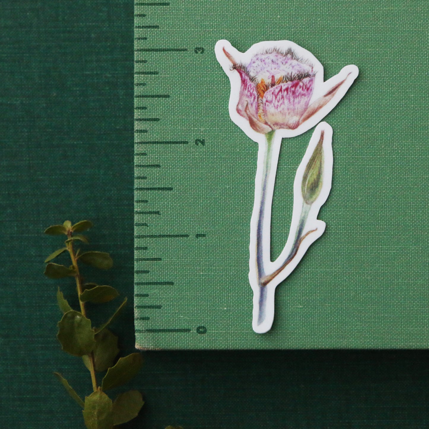 Chaparral Wildflowers Vinyl Stickers: Late Blooming Mariposa Lily, Sticky Monkeyflower, CA Peony, Woolly Blue Curls