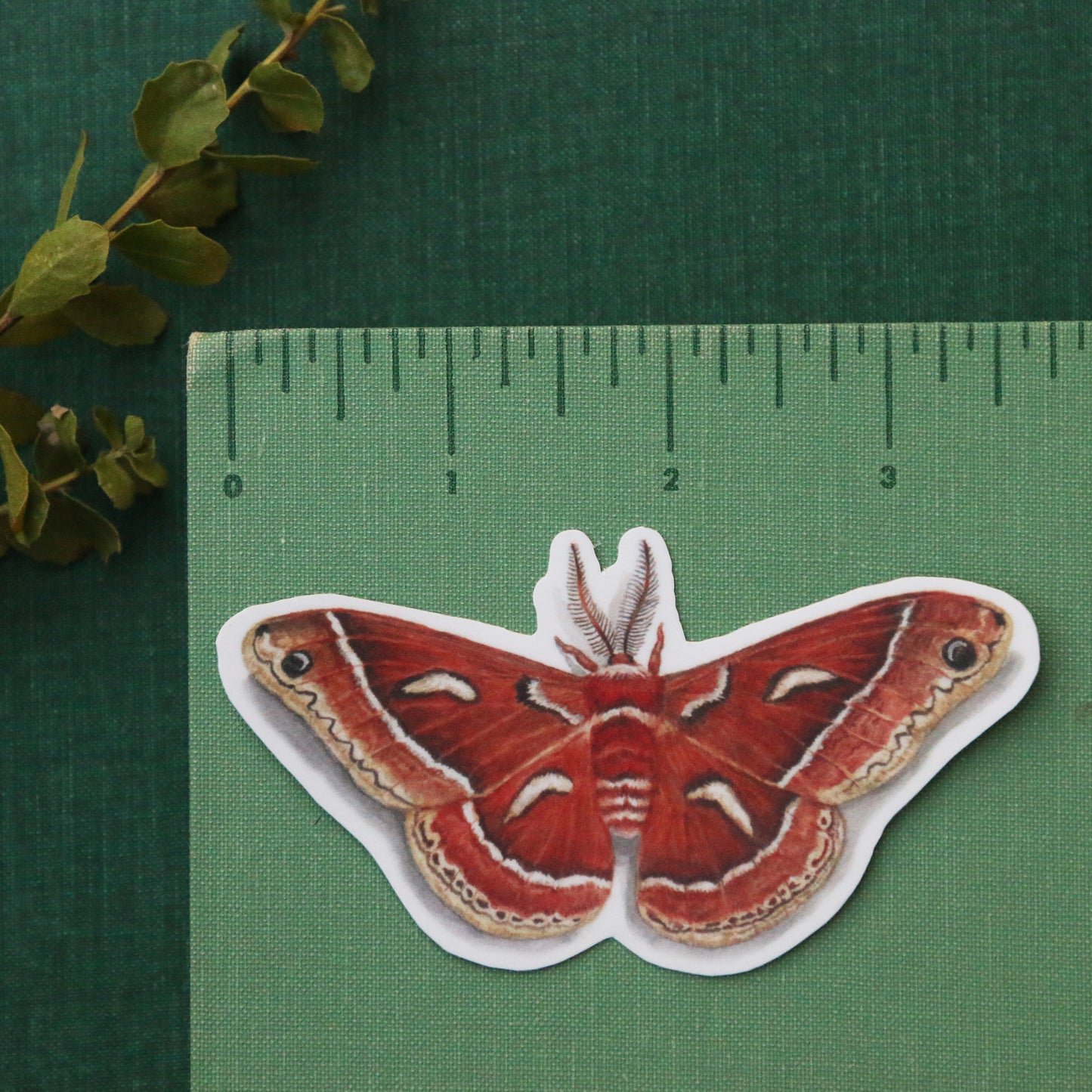 Ceanothus Silk Moth Vinyl Stickers: Silk Moth, Caterpillar, Wavy-leaf Ceanothus