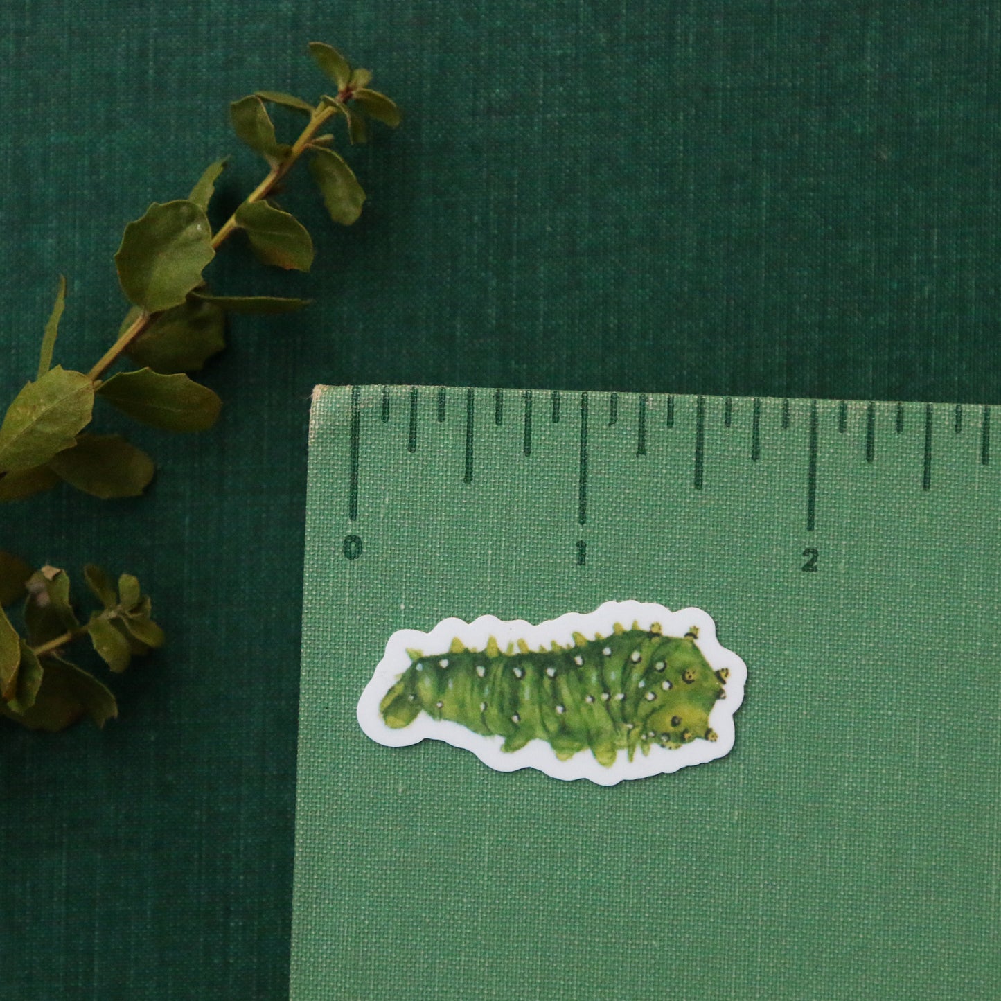 Ceanothus Silk Moth Vinyl Stickers: Silk Moth, Caterpillar, Wavy-leaf Ceanothus