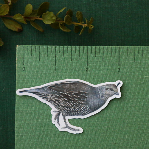 Load image 1 in gallery view. Quail Covey Vinyl Stickers: Male and Female Quail, 2 chicks, egg