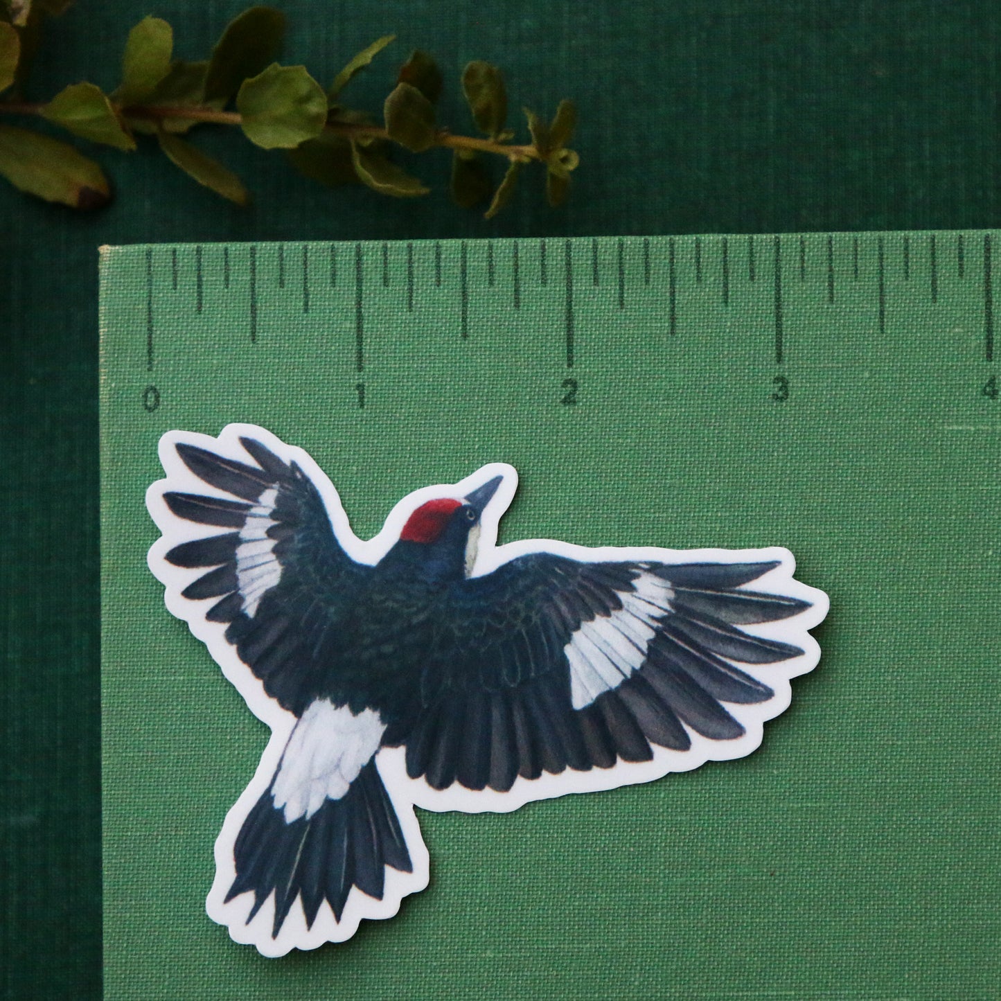 Oak Birds Vinyl Stickers: Acorn Woodpecker, Scrub Jay, Oak Titmouse