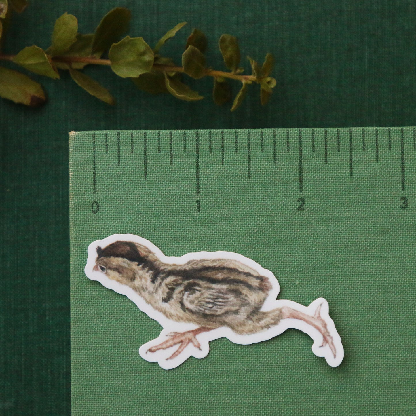 Quail Covey Vinyl Stickers: Male and Female Quail, 2 chicks, egg
