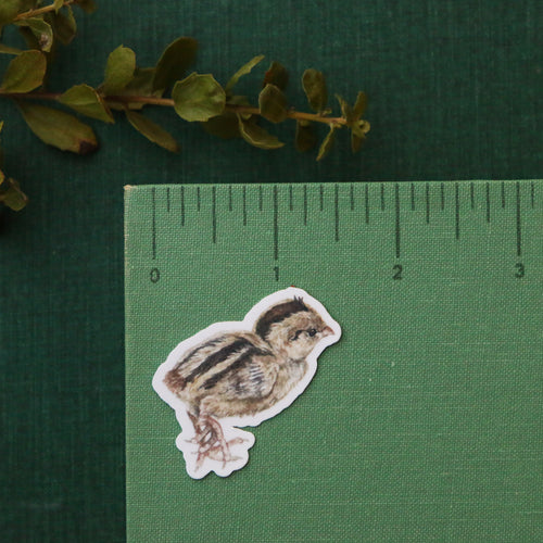 Load image 1 in gallery view. Quail Covey Vinyl Stickers: Male and Female Quail, 2 chicks, egg