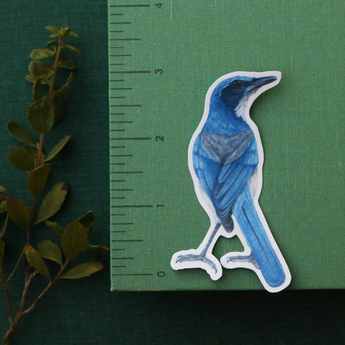 Load image 1 in gallery view. Oak Birds Vinyl Stickers: Acorn Woodpecker, Scrub Jay, Oak Titmouse