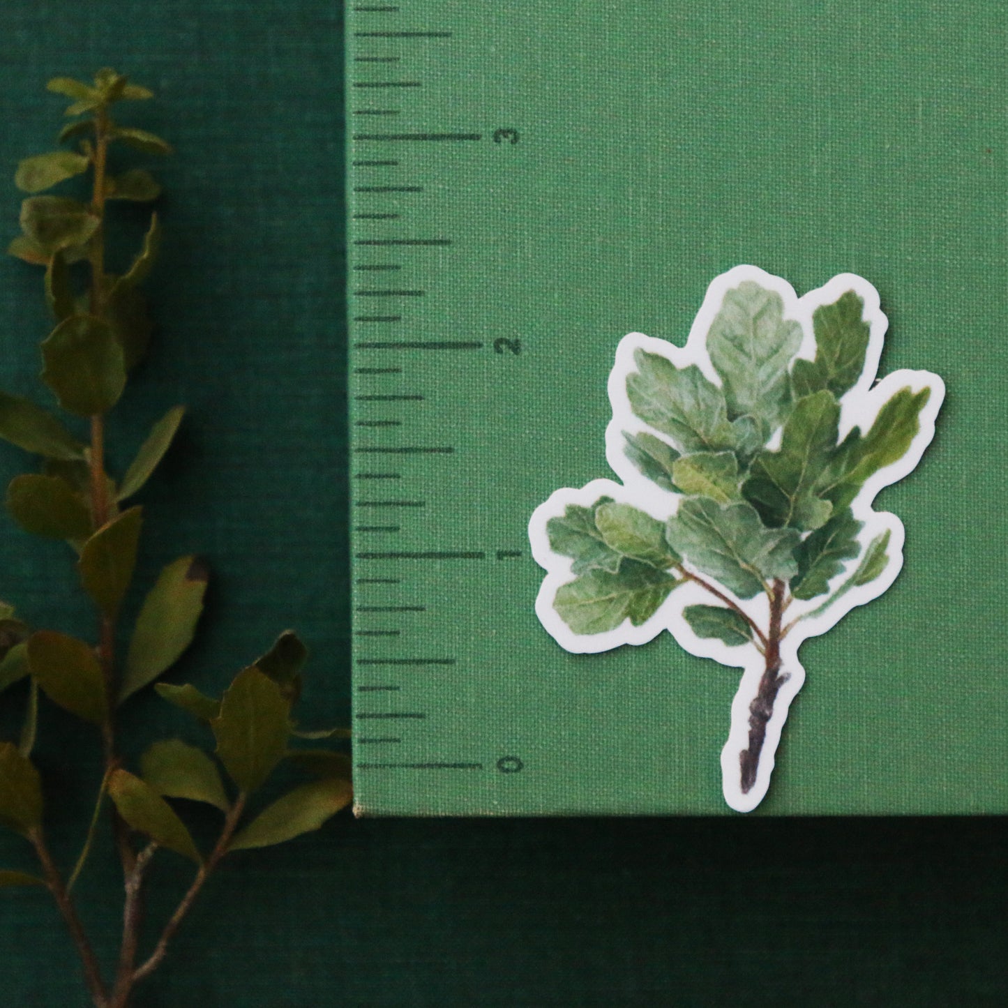 Oak Trees Vinyl Stickers: Blue Oak, Valley Oak, Black Oak, Coast Live Oak