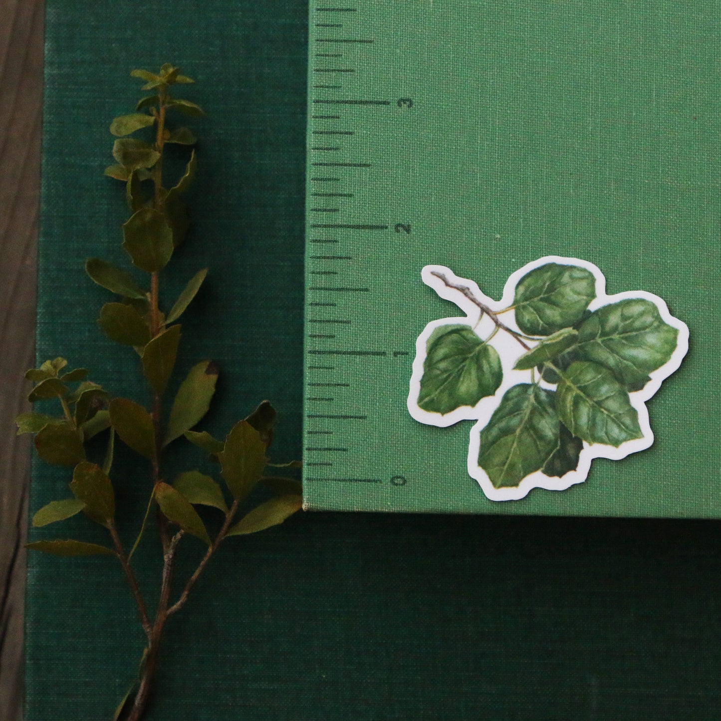 Oak Trees Vinyl Stickers: Blue Oak, Valley Oak, Black Oak, Coast Live Oak