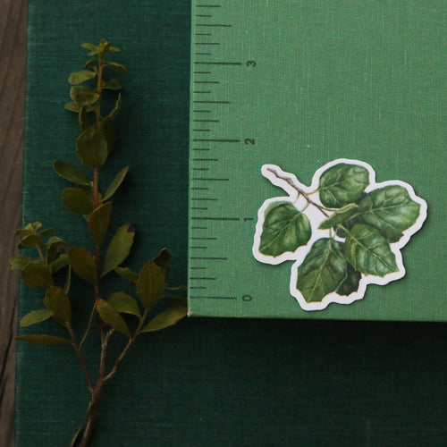 Load image 1 in gallery view. Oak Trees Vinyl Stickers: Blue Oak, Valley Oak, Black Oak, Coast Live Oak