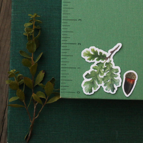 Load image 1 in gallery view. Oak Trees Vinyl Stickers: Blue Oak, Valley Oak, Black Oak, Coast Live Oak