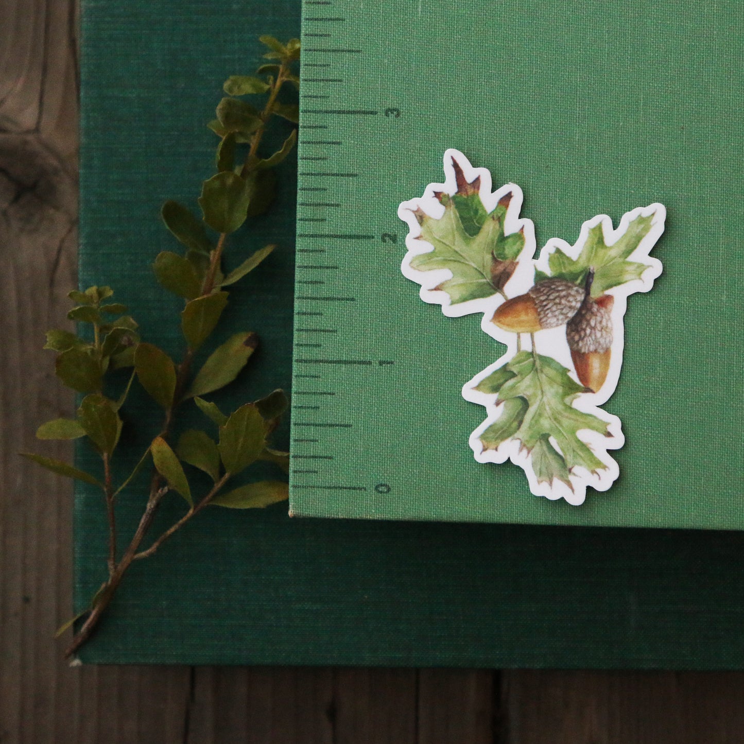 Oak Trees Vinyl Stickers: Blue Oak, Valley Oak, Black Oak, Coast Live Oak