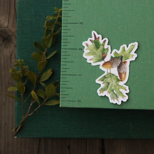 Load image 1 in gallery view. Oak Trees Vinyl Stickers: Blue Oak, Valley Oak, Black Oak, Coast Live Oak