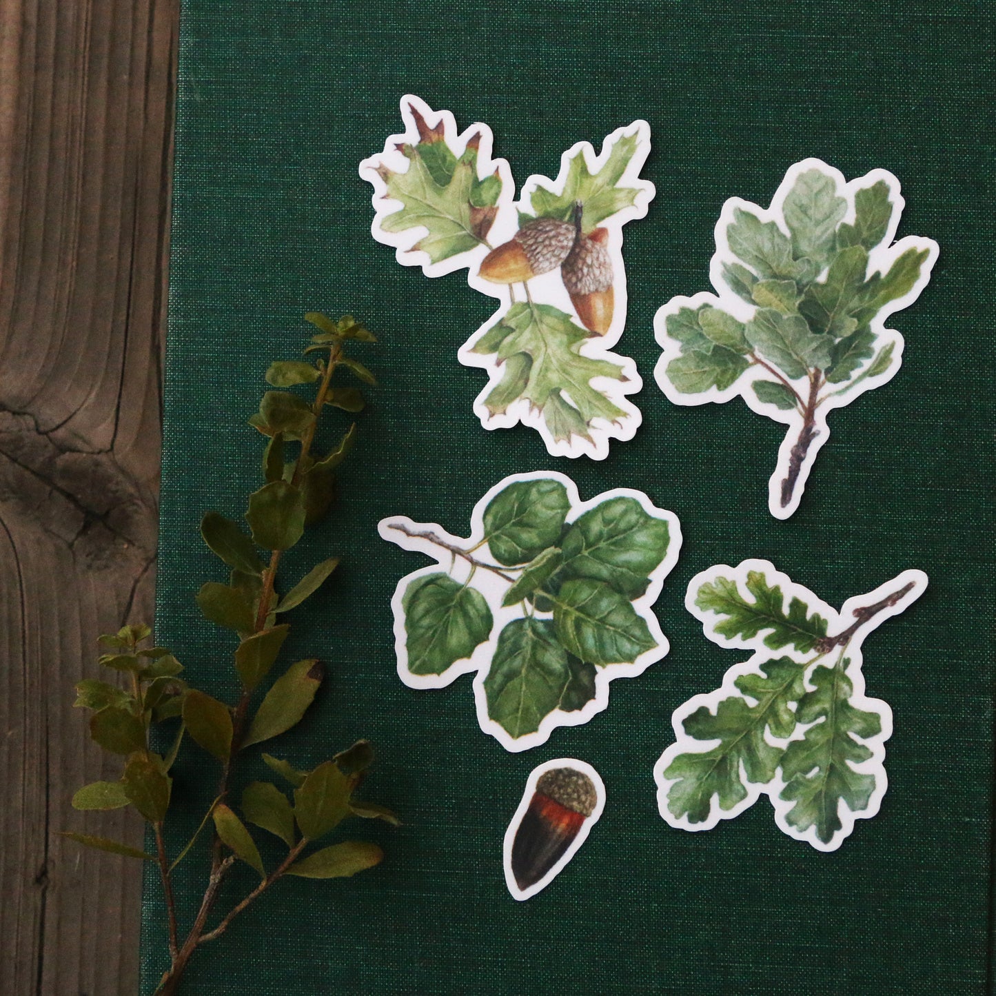 Oak Trees Vinyl Stickers: Blue Oak, Valley Oak, Black Oak, Coast Live Oak