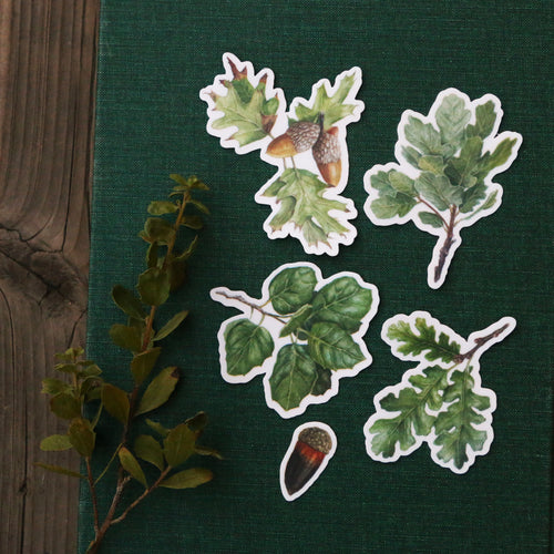 Load image 1 in gallery view. Oak Trees Vinyl Stickers: Blue Oak, Valley Oak, Black Oak, Coast Live Oak