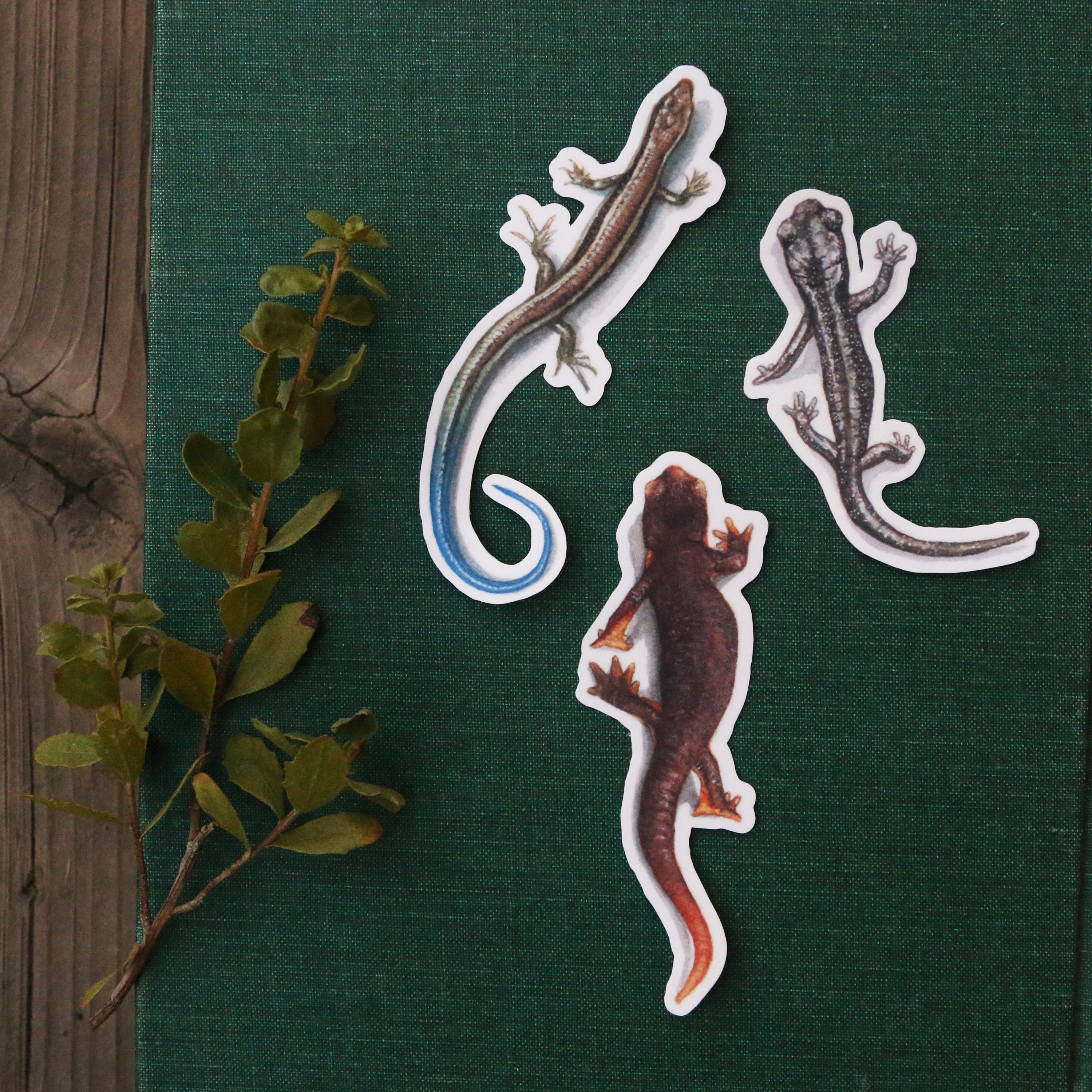 Oak Herps Vinyl Stickers: CA Newt, Arboreal Salamander, Western Skink