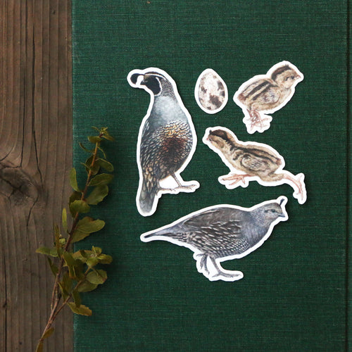 Load image 1 in gallery view. Quail Covey Vinyl Stickers: Male and Female Quail, 2 chicks, egg