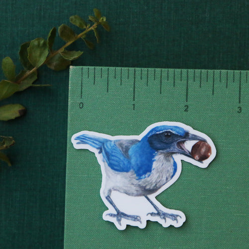 Load image 1 in gallery view. Oak Woodlands Vinyl Stickers: CA Newt, Scrub Jay, Valley Oak, CA Sister
