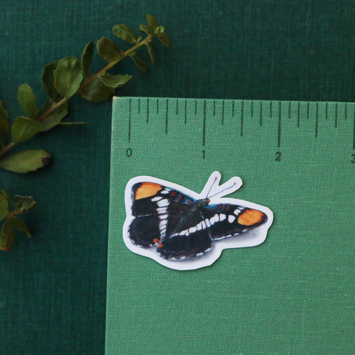 Oak Woodlands Vinyl Stickers: CA Newt, Scrub Jay, Valley Oak, CA Sister
